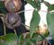 Hickory Shape, foliage, and fruit. Hickory Trees
