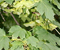 Hard Maple characteristics, bark and form. Maple Trees