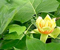 Poplar tree bark, form and identifying characteristics Tulip Poplar Trees