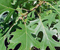 Red Oak form, bark and foliage. Red Oak Characteristics