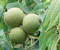 Black Walnut foliage, form and bark. Black Walnut Tree