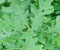 White Oak foliage, bark and typical form White Oak
