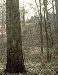 veneer quality walnut tree